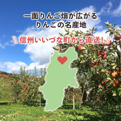 2025年12月以降出荷 【訳あり】 りんご さんふじ 10kg