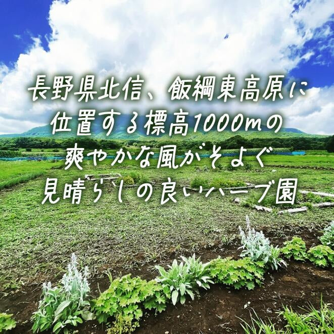 ハーブティー 6袋 飯綱ハーバルブリーズ 長野県 飯綱町 〔 飲料 ハーブ ティー お茶 ミント カモミール 信州 〕