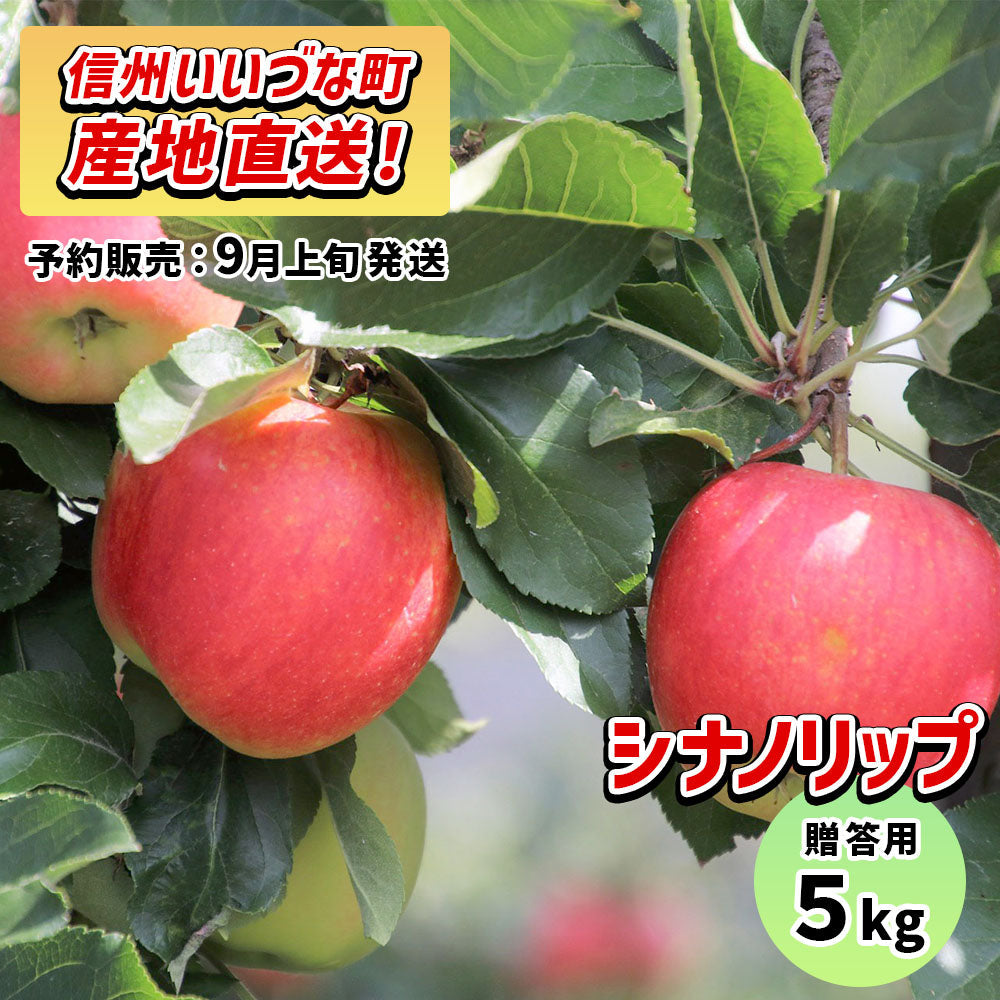 2026年9月上旬以降出荷 【贈答用】 りんご シナノリップ 5kg