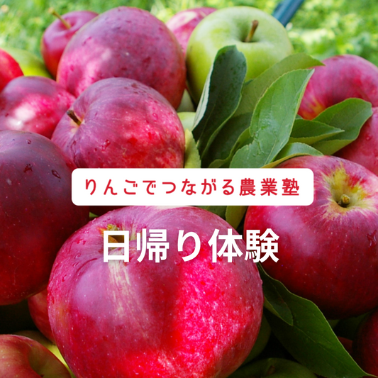 【日帰り農業体験】飯綱町で稲刈りとりんご収穫体験（お米とりんご付き）