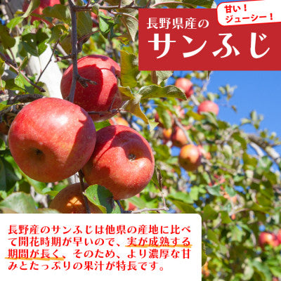 2024年12月以降出荷 訳あり りんご サンふじ 3kg 光センサ選果 糖度12度以上 7～15玉